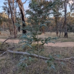 Acacia baileyana at Hackett, ACT - 1 May 2021 04:55 PM