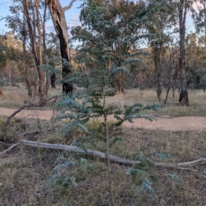 Acacia baileyana at Hackett, ACT - 1 May 2021 04:55 PM