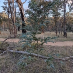 Acacia baileyana at Hackett, ACT - 1 May 2021