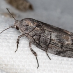 Illidgea epigramma (A Gelechioid moth) at Melba, ACT - 30 Dec 2020 by Bron