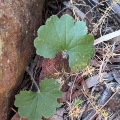 Hydrocotyle laxiflora (Stinking Pennywort) at Mount Majura - 1 May 2021 by WalterEgo