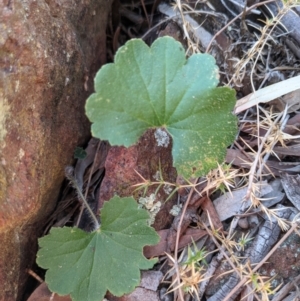 Hydrocotyle laxiflora at Downer, ACT - 1 May 2021 04:10 PM