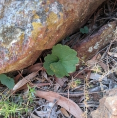 Hydrocotyle laxiflora at Downer, ACT - 1 May 2021 04:10 PM