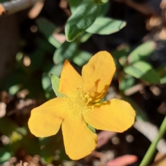 Hypericum gramineum (Small St Johns Wort) at Aranda Bushland - 29 Apr 2021 by drakes