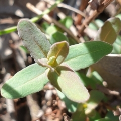 Hypericum gramineum at Holt, ACT - 29 Apr 2021