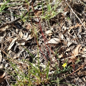 Hypericum gramineum at Holt, ACT - 29 Apr 2021