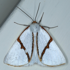 Thalaina selenaea at Ainslie, ACT - 30 Apr 2021