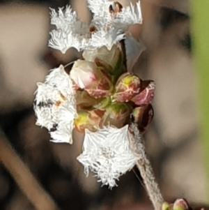 Leucopogon virgatus at Holt, ACT - 29 Apr 2021