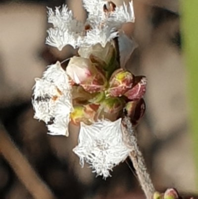 Leucopogon virgatus (Common Beard-heath) at Aranda Bushland - 29 Apr 2021 by drakes
