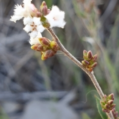 Leucopogon virgatus at Holt, ACT - 29 Apr 2021
