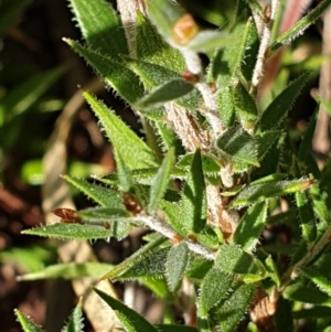 Leucopogon virgatus at Holt, ACT - 29 Apr 2021 10:50 AM