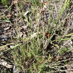 Leucopogon virgatus at Holt, ACT - 29 Apr 2021