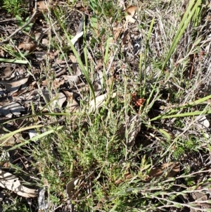 Leucopogon virgatus at Holt, ACT - 29 Apr 2021 10:50 AM