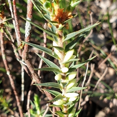 Melichrus urceolatus (Urn Heath) at Cook, ACT - 29 Apr 2021 by drakes