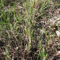 Melichrus urceolatus at Cook, ACT - 29 Apr 2021 10:43 AM