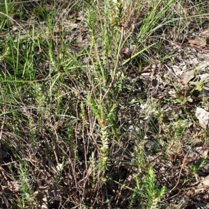 Melichrus urceolatus at Cook, ACT - 29 Apr 2021 10:43 AM