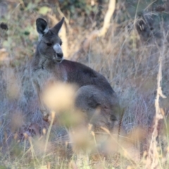 Macropus giganteus (Eastern Grey Kangaroo) at Symonston, ACT - 1 May 2021 by RodDeb
