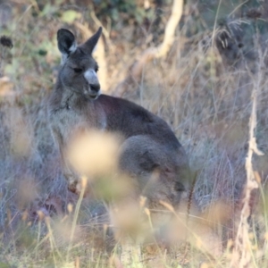 Macropus giganteus at Symonston, ACT - 1 May 2021