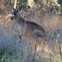 Macropus giganteus at Symonston, ACT - 1 May 2021 04:24 PM