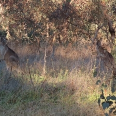 Macropus giganteus at Symonston, ACT - 1 May 2021