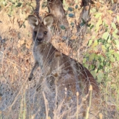 Macropus giganteus at Symonston, ACT - 1 May 2021 04:24 PM