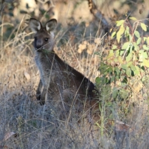 Macropus giganteus at Symonston, ACT - 1 May 2021