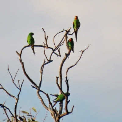 Lathamus discolor (Swift Parrot) at Callum Brae - 1 May 2021 by RodDeb