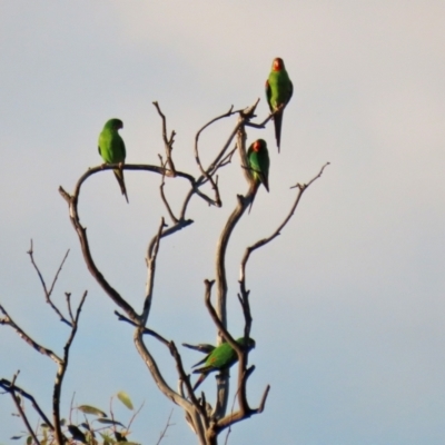 Lathamus discolor (Swift Parrot) at Symonston, ACT - 1 May 2021 by RodDeb