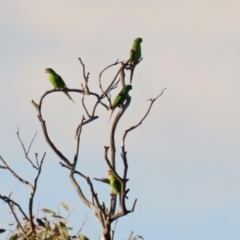 Lathamus discolor at Symonston, ACT - 1 May 2021