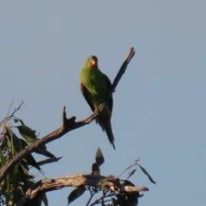 Lathamus discolor at Symonston, ACT - suppressed