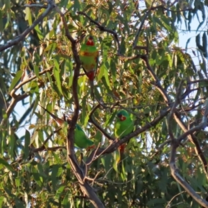 Lathamus discolor at Symonston, ACT - suppressed