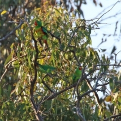 Lathamus discolor at Symonston, ACT - 1 May 2021