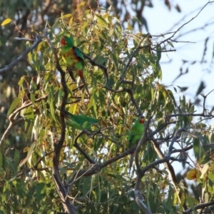 Lathamus discolor at Symonston, ACT - suppressed