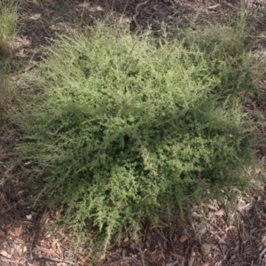 Pultenaea microphylla at Gundaroo, NSW - 19 Dec 2020