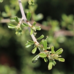 Pultenaea microphylla at Gundaroo, NSW - suppressed