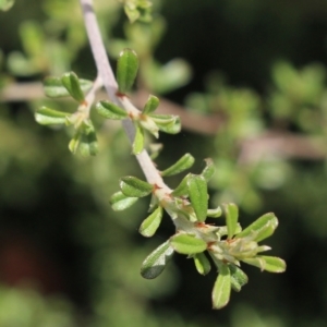 Pultenaea microphylla at Gundaroo, NSW - suppressed