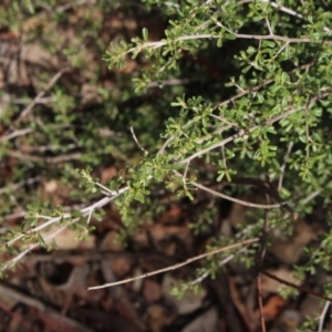Pultenaea microphylla at Gundaroo, NSW - 19 Dec 2020
