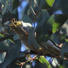 Ptilotula penicillata (White-plumed Honeyeater) at Cook, ACT - 30 Apr 2021 by Tammy