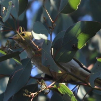 Ptilotula penicillata (White-plumed Honeyeater) at Cook, ACT - 1 May 2021 by Tammy