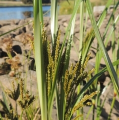 Cyperus exaltatus (Tall Flat-sedge, Giant Sedge) at Monash, ACT - 4 Mar 2021 by MichaelBedingfield