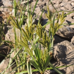 Cyperus exaltatus at Monash, ACT - 4 Mar 2021 07:15 PM