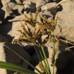 Cyperus exaltatus at Monash, ACT - 4 Mar 2021 07:15 PM