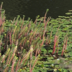 Myriophyllum crispatum (Water Millfoil) at Monash, ACT - 4 Mar 2021 by michaelb