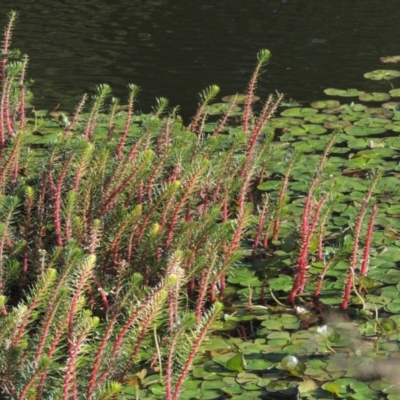 Myriophyllum crispatum (Water Millfoil) at Monash, ACT - 4 Mar 2021 by MichaelBedingfield