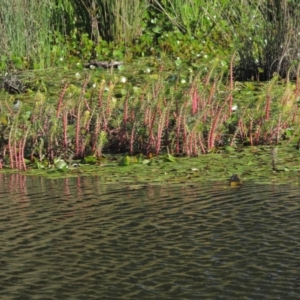 Myriophyllum crispatum at Monash, ACT - 4 Mar 2021