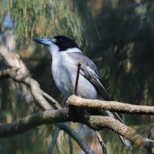 Cracticus torquatus at Cook, ACT - 1 May 2021