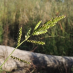 Echinochloa crus-galli (Barnyard Grass) at Isabella Pond - 4 Mar 2021 by michaelb