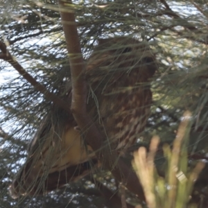 Ninox boobook at Cook, ACT - 1 May 2021 10:23 AM