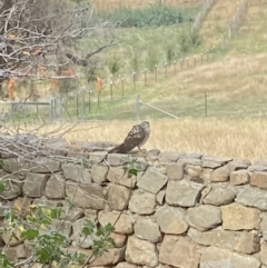 Tachyspiza cirrocephala (Collared Sparrowhawk) at Tinderry, NSW - 2 May 2021 by Curll