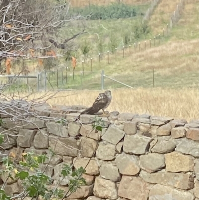 Tachyspiza cirrocephala (Collared Sparrowhawk) at Tinderry, NSW - 2 May 2021 by Curll